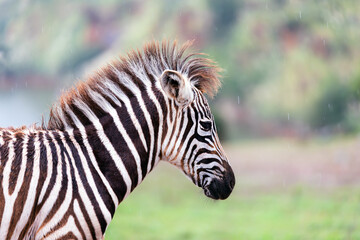 portrait of a small zebra