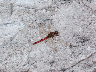 Red dragonfly on a stone.