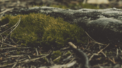 Natura