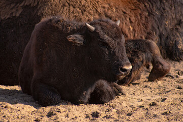 A baby bison is lying on the ground
