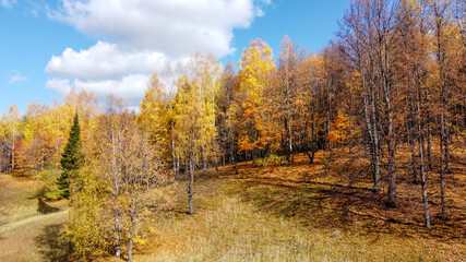 Autumn forest. Aerial photography. View from above