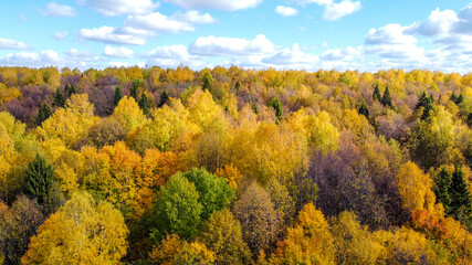 Fototapeta premium Autumn forest. Aerial photography. View from above