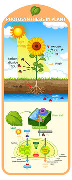 Diagram showing process of photosynthesis in plant