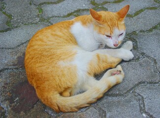kitty sitting calm on the ground