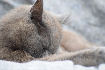 Obraz premium Grey cat sleeping in peace on gray blanket