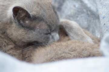Fototapeta premium Grey cat sleeping in peace on gray blanket