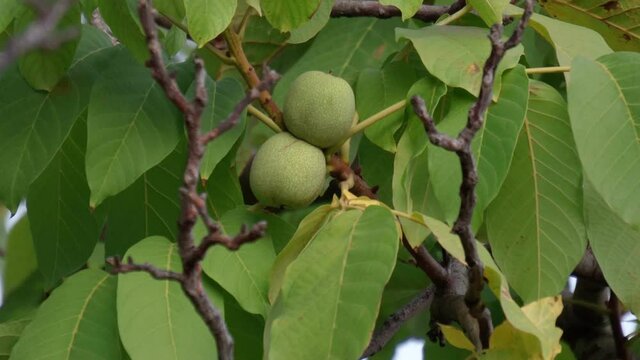Walnut is the nut of any tree of the genus Juglans Family Juglandaceae, Juglans regia.