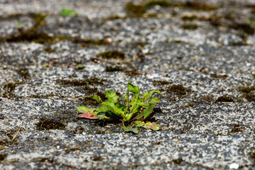 Moss and weed on the pavement 