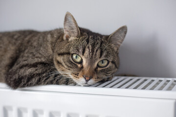 Fototapeta na wymiar A warm radiator keeps your cat warm in winter. The cat warms up on the radiator in the winter.