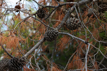 Old cones on pine branches in Croatia