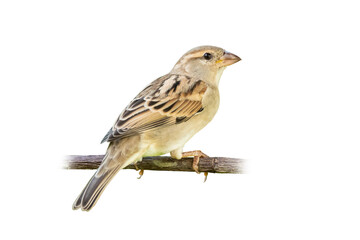 Juvenile female House Sparrow perching on a perch