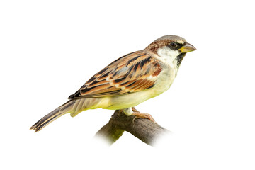 Juvenile male House Sparrow perching on a perch