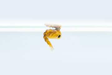 Mosquito pupa in water isolated on white background - obrazy, fototapety, plakaty