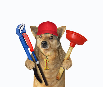 A beige dog plumber in a red cap holds a sink plunger  and a adjustable pipe wrench. White background. Isolated.