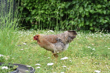 Chicken on grass in the rain on a rainy day