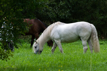 horses graze in the meadow. beautiful white horse eats grass
