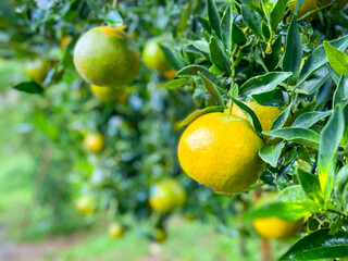 Ripe and fresh oranges hanging on branch
