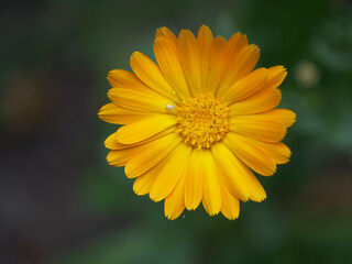 Orange calendula flower, top view. A little spider on a flower.