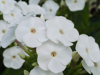 A few white phlox flowers, a macro photograph. White flowers close-up.
