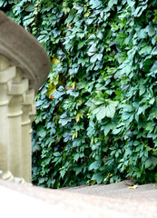 Background from green wild grapes, a weaving wall on the facade of the building. A staircase leading down. Landscape design