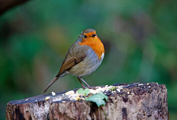 Obraz premium Eurasian robin in a woodland clearing 
