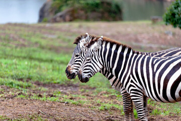 Fototapeta na wymiar portrait of two zebras overlapping each other