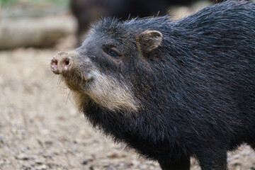 Chacoan peccary (Catagonus wagneri), also known as the tagua.