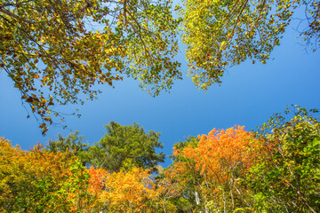 見上げた空と紅葉の景色