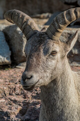 East Caucasian Tur (Capra cylindricornis)
