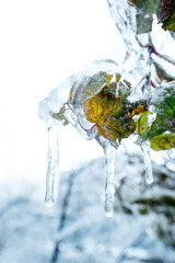 Orange dry leaf growing on a branch covered with ice. High quality photo