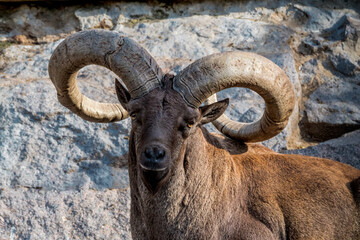 East Caucasian Tur (Capra cylindricornis)