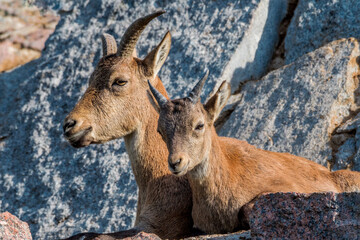Fototapeta premium East Caucasian Tur (Capra cylindricornis)
