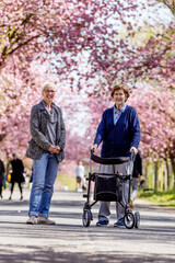 Seniorin mit Rollator geht mit ihrer Tochter im Park spazieren, im Frühling zur Kirschblüte, 