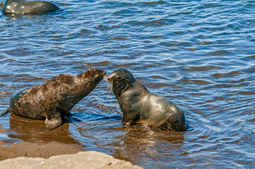 Obraz premium Northern Fur Seals (Callorhinus ursinus) at hauling-out in St. George Island, Pribilof Islands, Alaska, USA