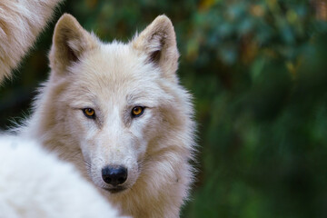 Obraz premium Arctic wolf (Canis lupus arctos), also known as the white wolf or polar wolf