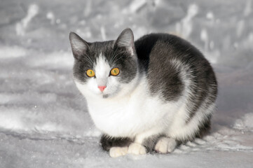 a white and gray cat is sitting on clean snow. The concept of cat food, animal exhibitions, postcard calendars, winter.