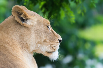 the portrait of a lioness.