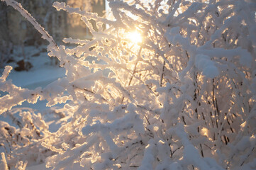 Winter, snow-covered forest. The concept of snowfall, the beginning of winter, weather forecast, the beauty of the winter forest, New Year and Christmas miracle.
