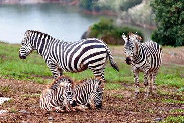  family of zebras 