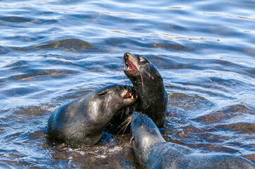 Obraz premium Northern Fur Seals (Callorhinus ursinus) at hauling-out in St. George Island, Pribilof Islands, Alaska, USA