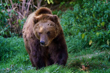 Naklejka na ściany i meble Brown bear in the forest. Kamchatka bear (Ursus arctos beringianus)