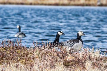 Barnacle Geese (Branta leucopsis) at colony in Barents Sea coastal area, Russia