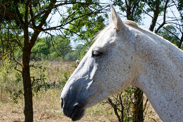 Cheval Camarguais