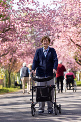 Seniorin, 86 Jahre alt, geht mit Rollator im Park spazieren, im Frühling zur Zeit der Kirschblüte - obrazy, fototapety, plakaty