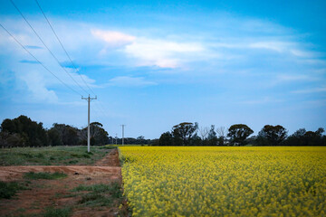 Rural farm scene with canola field in full bloom lined by power lines