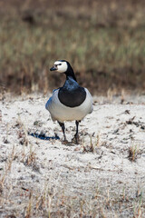 Barnacle Goose (Branta leucopsis) at colony in Barents Sea coastal area, Russia