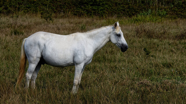  cheval camarg
uais