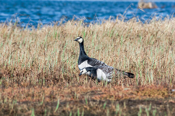 Barnacle Geese (Branta leucopsis) at colony in Barents Sea coastal area, Russia