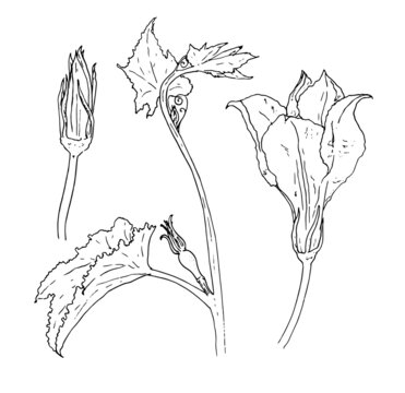 a set of zucchini flowers. sketch-style parts of a squash plant, flower and bud, isolated black outline for a design template