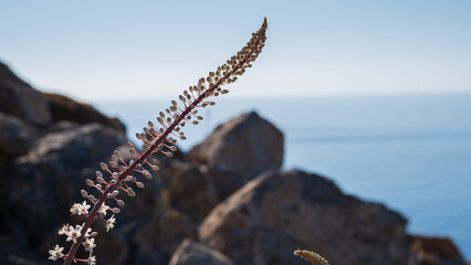 Squilla maritima and rocks on the shore of Crete